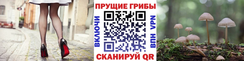 Псилоцибиновые грибы Cubensis  Короча 